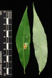 Salix ×fragilis. Upper (left) and lower leaf surfaces.
 Image: D. Glenny © Landcare Research 2020 CC BY 4.0